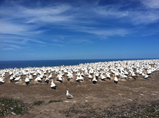 The Gannet colony on the peninsula.