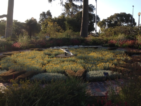 One of many beautiful gardens in kings Park seen in late winter/early spring.