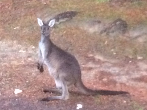 I saw lots of wallabies during my travels, but finally saw my first kangaroo at Tom's farm!!